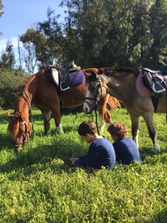 pony club villacana pony club villacana