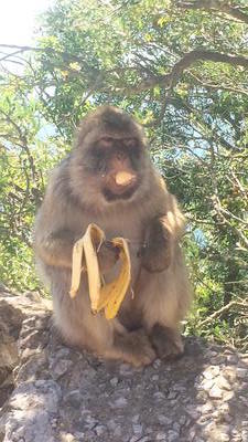 Gibraltar Ape