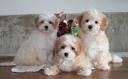 Marbella Maltipoo Puppies